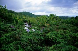 Archipel-des-Comores;-Colline;-Fougères;-France;-Kaleidos;-Kaleidos-images;-La-parole-à-limage;-Laurent-Abad;-Linge;-Mayotte;-Océan-Indien;-Personnes;-Stories-Pictures;-Végétation;-Vie-quotidienne